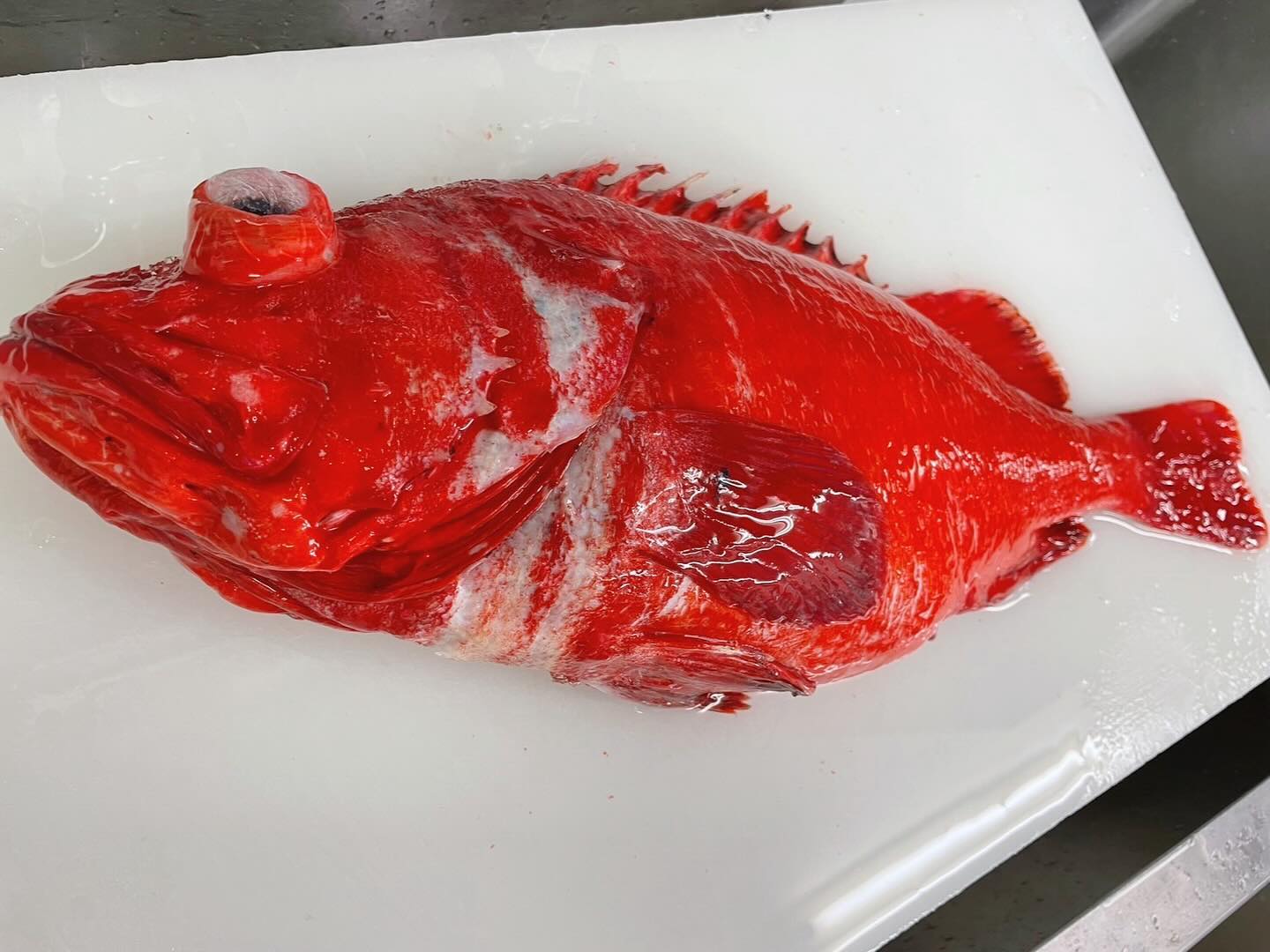 見た目はすごいインパクト😳
その名の通り目が抜け出ている『目抜け』です✨😆
刺身や塩焼きなど食べ方はいろいろですが、煮付けが1番好きかなぁ〜😚
淡白だけど旨味があって最高♪
#宮城県 #大崎市 #古川 #懐石料理 #コース料理 #ランチ #お弁当